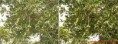 /album/poze-editate/maslin-before-after-jpg/